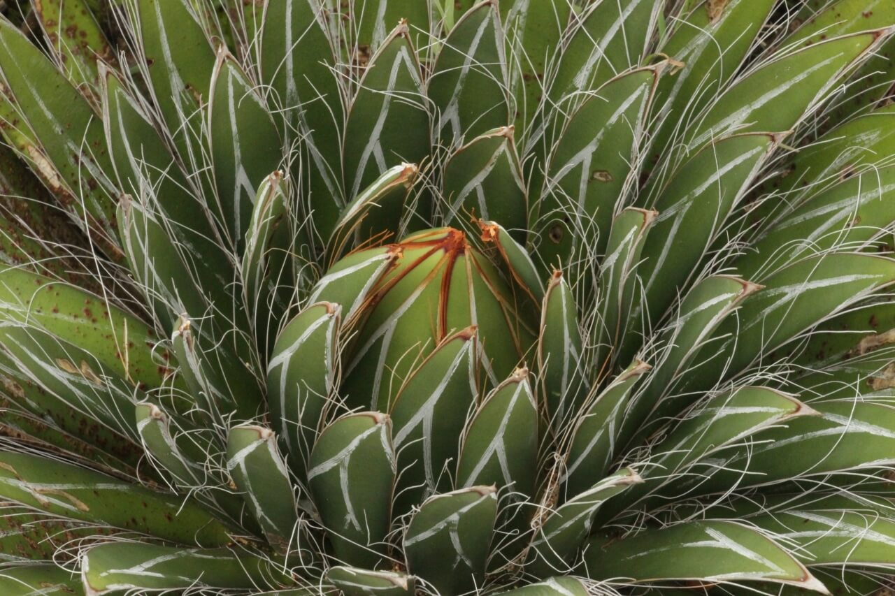 Agave filifera